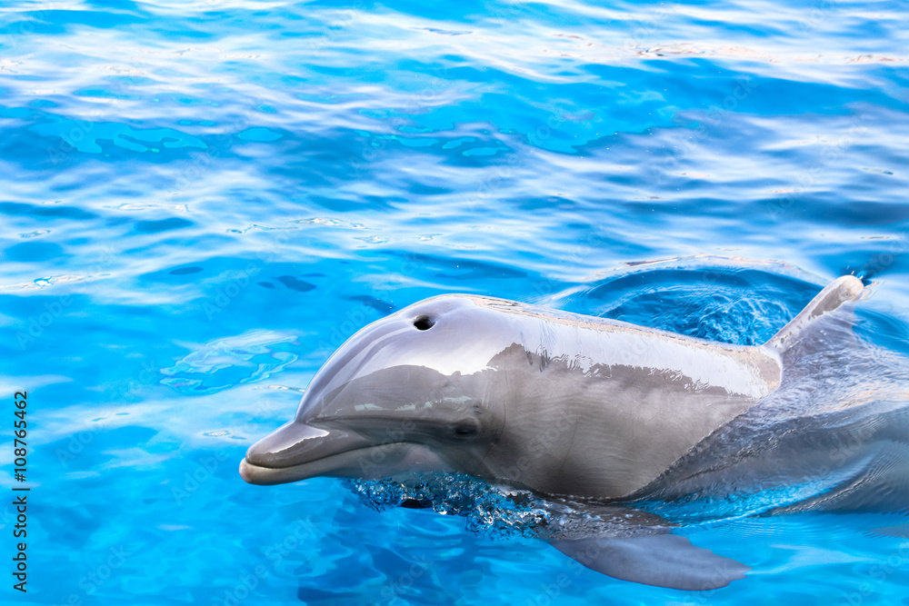 Obraz premium Delfin im blauen Wasser