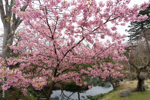 Wallpaper Mural 鹽竈神社　苑地　桜 Torontodigital.ca