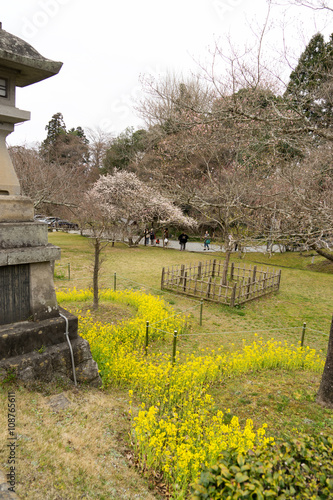 Wallpaper Mural 鹽竈神社　苑地　菜の花 Torontodigital.ca