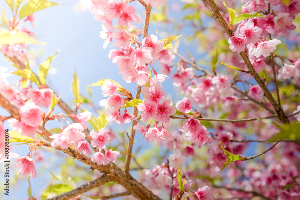 Cherry Blossom or Sakura flower on nature background Cherry Blossom or Sakura flower on nature background