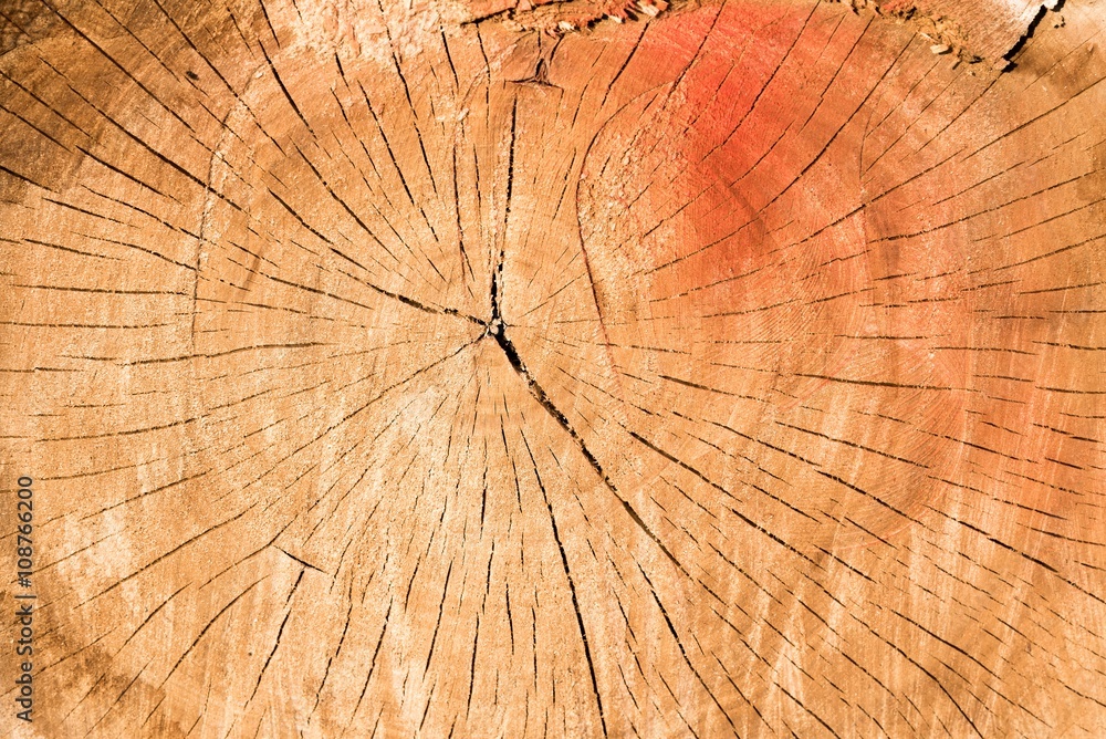 Texture of old wood with annual rings. Natural background close-up