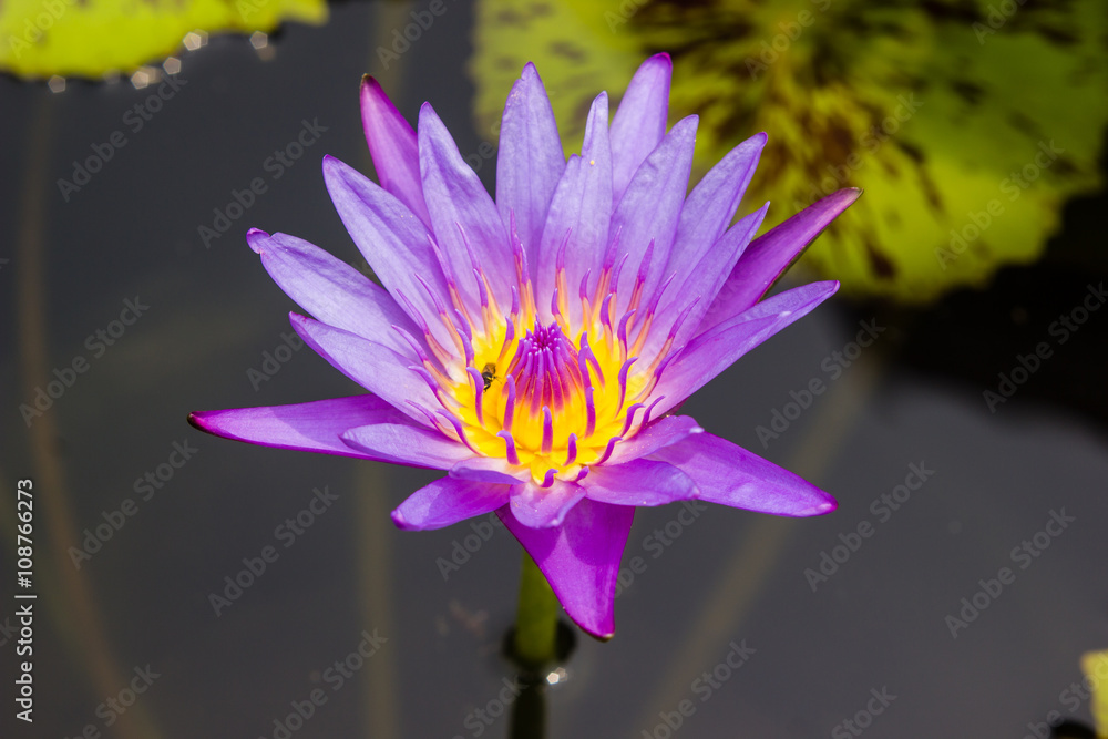 violet waterlily or lotus flower blooming on pond violet waterlily or lotus flower blooming on pond