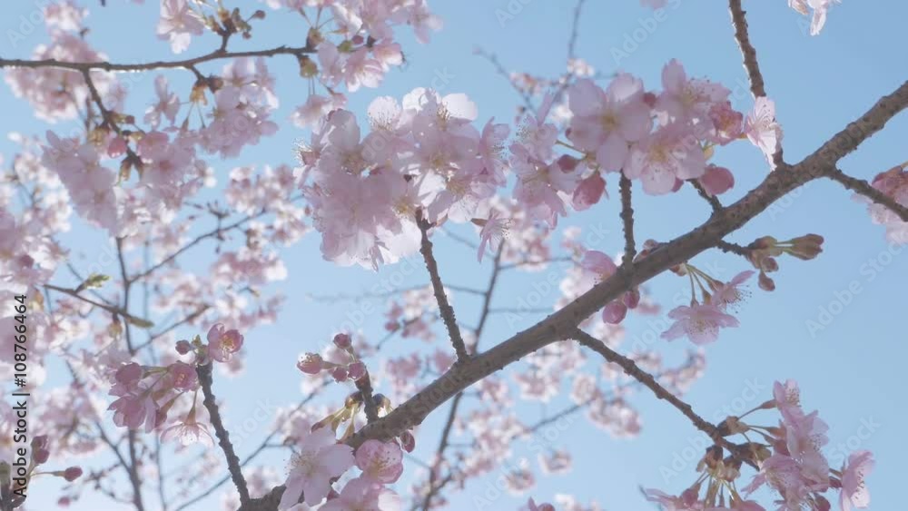 Kawazu Cherry blossoms,at Showa Memorial Park,Tokyo,Japan,Filmed in 4K Kawazu Cherry blossoms,at Showa Memorial Park,Tokyo,Japan,Filmed in 4K