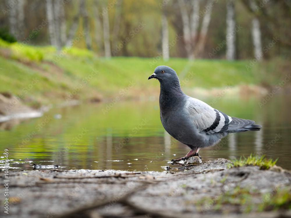 Bird pigeon on the lake in the park Bird pigeon on the lake in the park