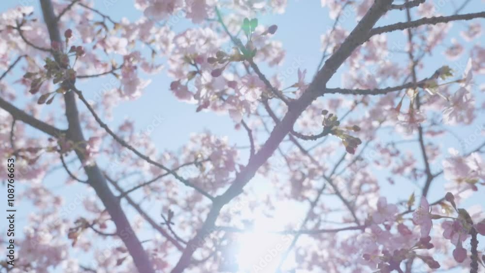Kawazu Cherry blossoms,at Showa Memorial Park,Tokyo,Japan,Filmed in 4K Kawazu Cherry blossoms,at Showa Memorial Park,Tokyo,Japan,Filmed in 4K