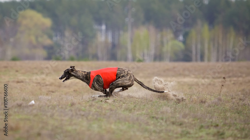 Coursing, passion and speed. Dog greyhound running