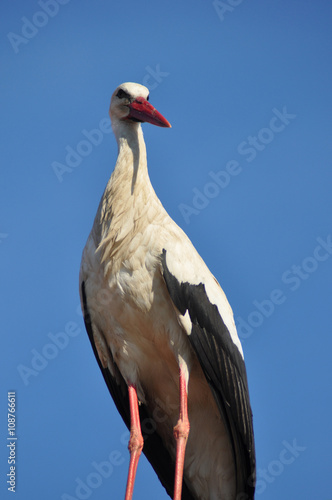 stork watchout photo