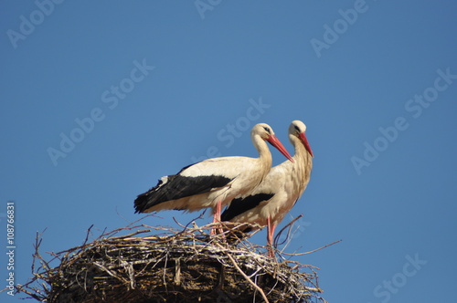 Stork Pair in nest