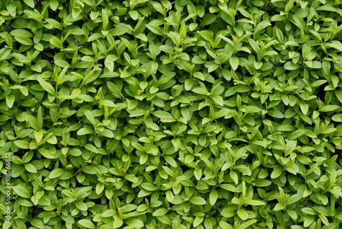 privet bush with green leaves as floral background photo