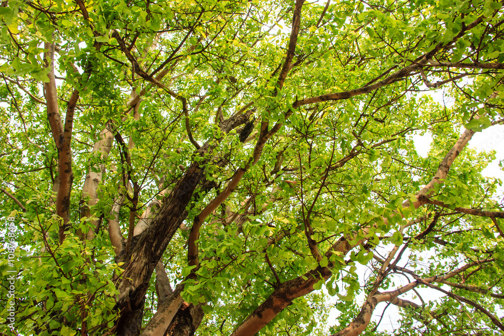 Fototapeta premium Green tree in forest