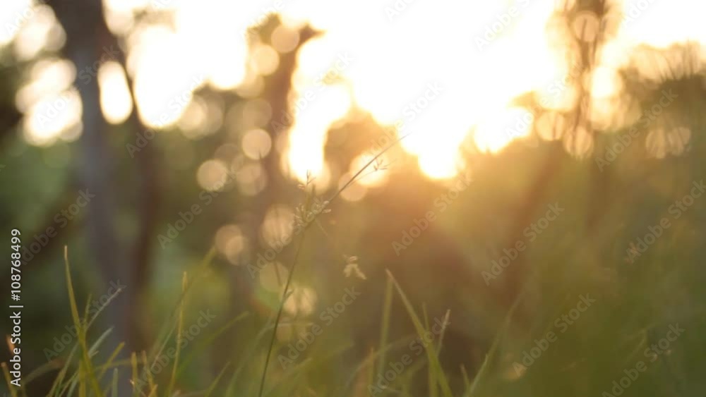 green grass with golden sunlight and bokeh background green grass with golden sunlight and bokeh background