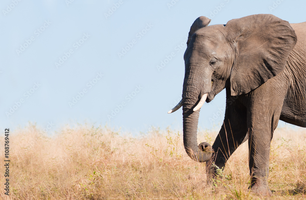 Fototapeta premium Wild African Elephant