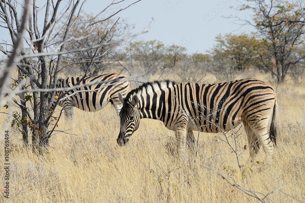 Zebras, Etosha National Park, Namibia Zebras, Etosha National Park, Namibia