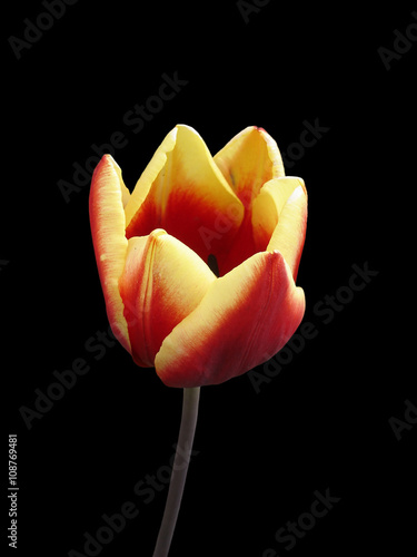 Tulip flower 'Keizerskroon'  on a black background photo