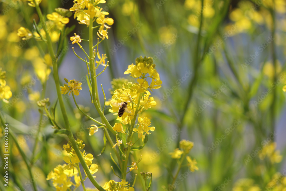 Obraz premium 菜の花と蜂