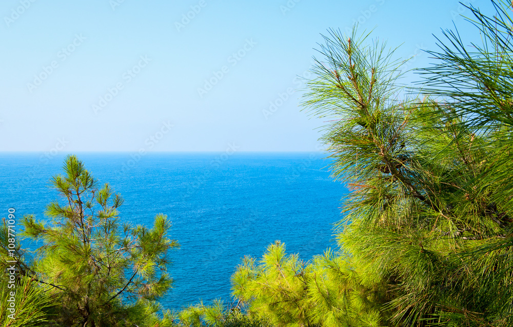 Pine tree branches with turquoise sea background, mediterranean nature Pine tree branches with turquoise sea background, mediterranean nature