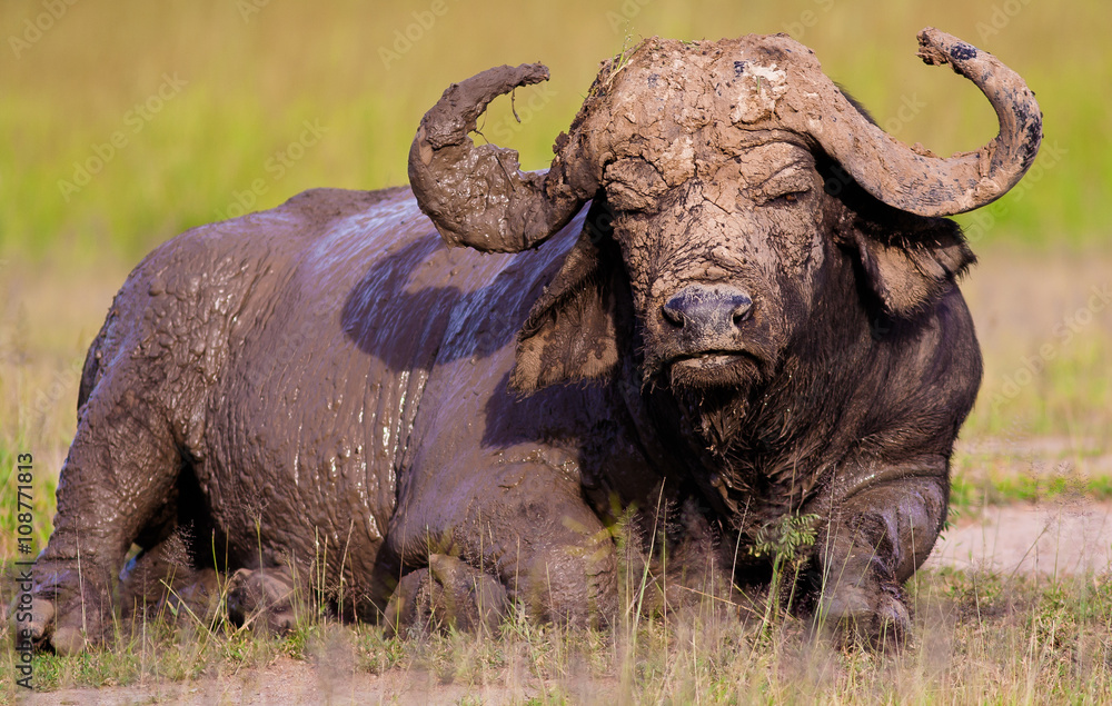 Obraz premium Wild African Buffalo