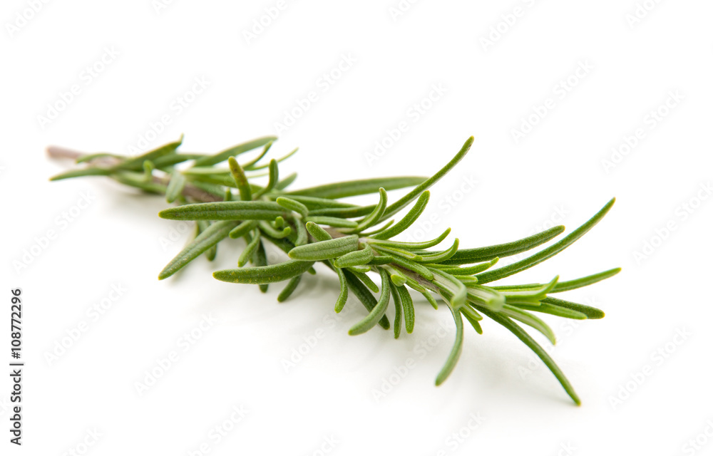 Twig of rosemary on a white background Twig of rosemary on a white background