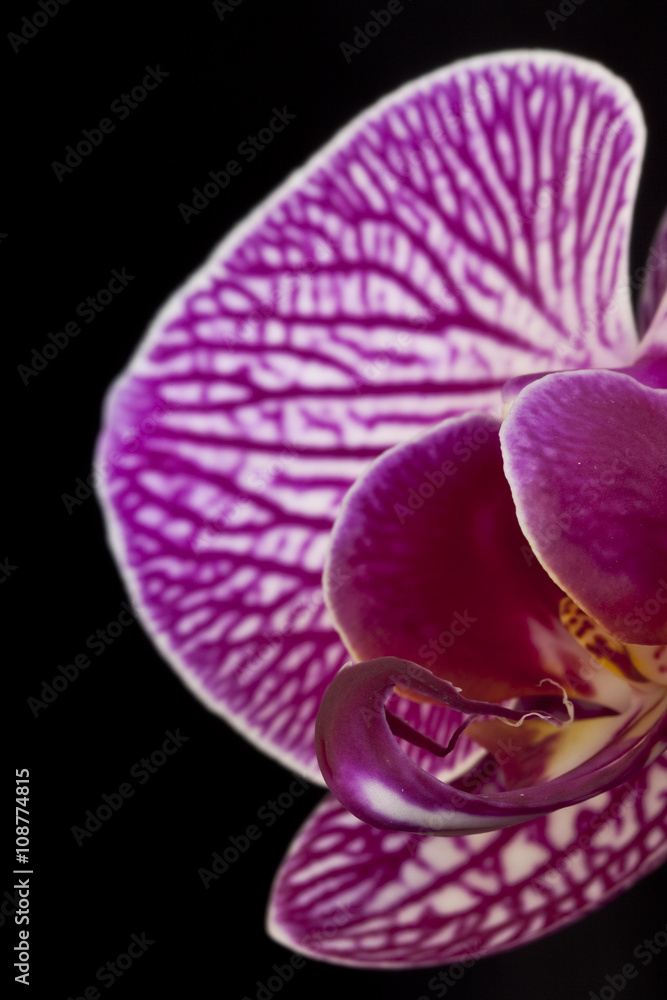 Orchid
