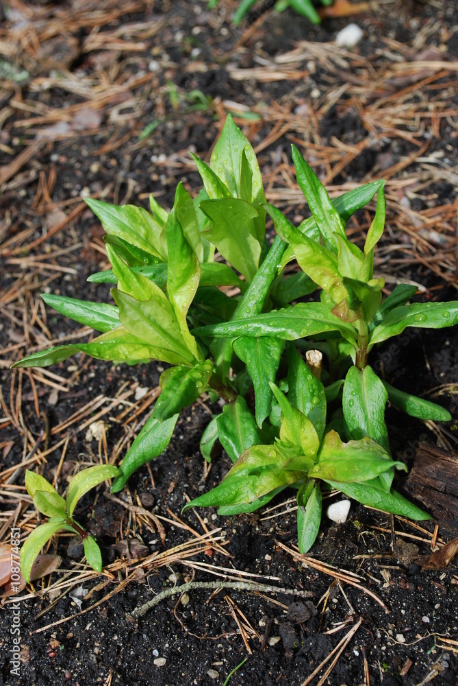 Green shoots of phlox after rain in April. Springtime in the garden. Green shoots of phlox after rain in April. Springtime in the garden.