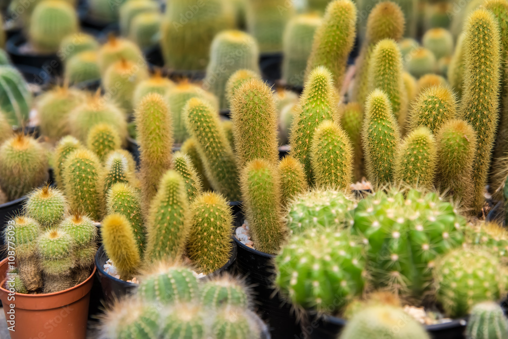 Fototapeta premium Cactus farm in greenhouse.