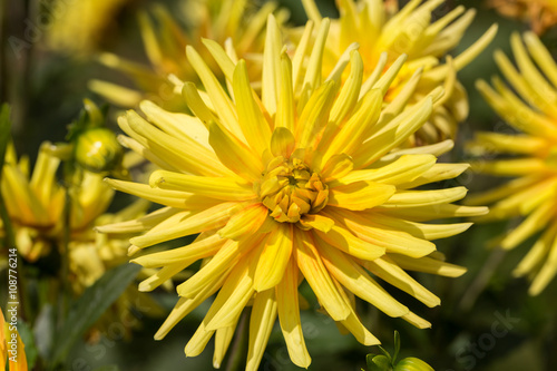 Close up of yellow  dahlia flowers in garden