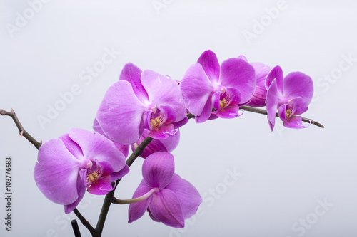 Pink streaked orchid flower, isolated on white background