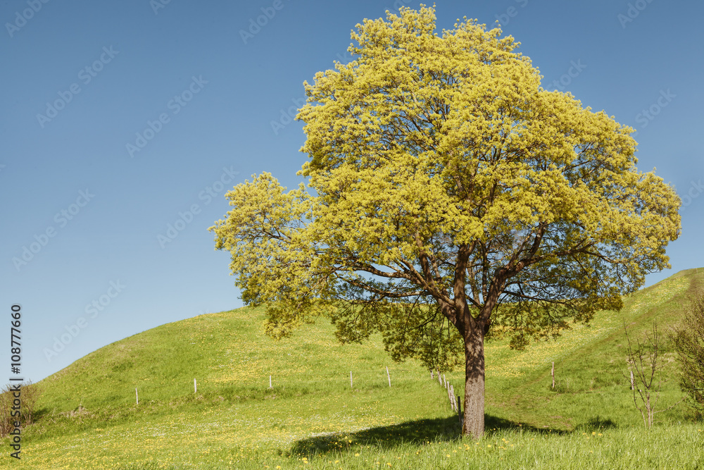Fototapeta premium Frühlingserwachen am Riegsee