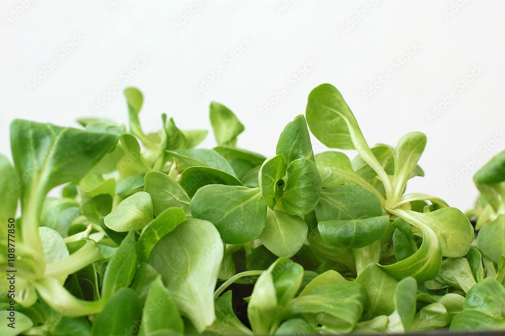 Obraz premium Green lamb´s lettuce on the white background