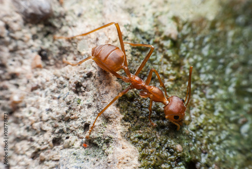 Red ant is drinking water.