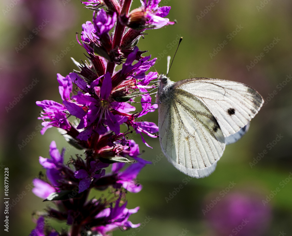 Kleiner Kohlweissling (Pieris rapae) auf Blutweiderich (Lythrum salicaria)