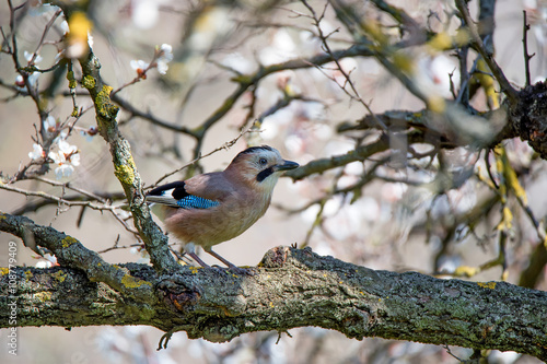 Eurasian Jay