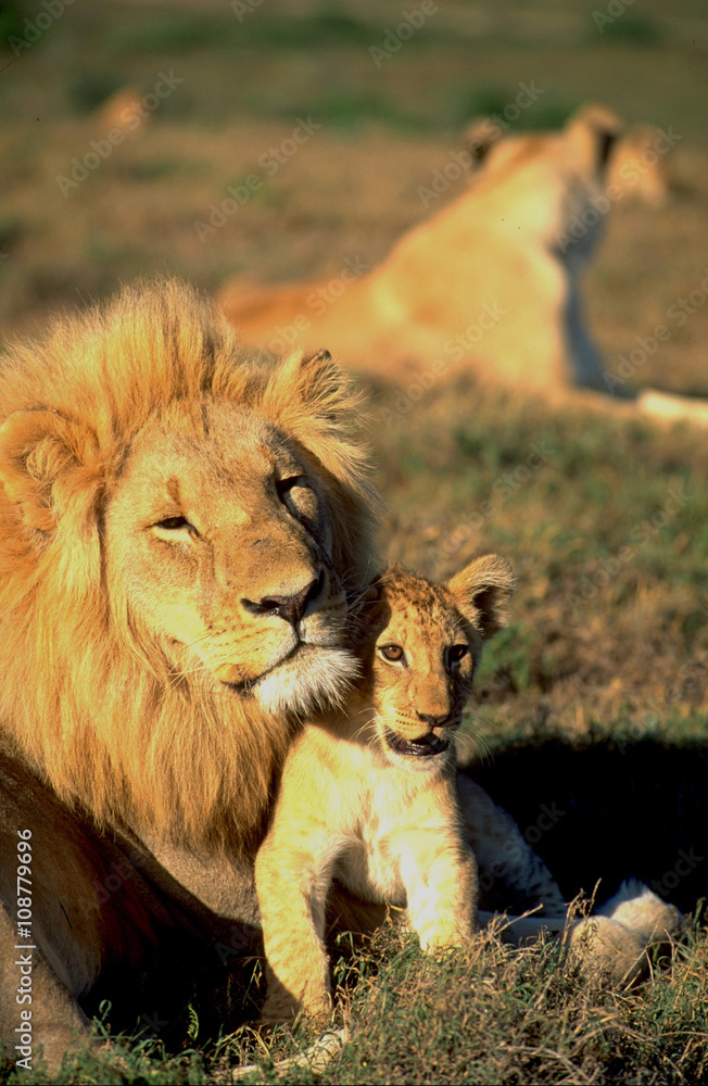 Südafrika: Löwen-Männchen im Shamwari Game Reserve.