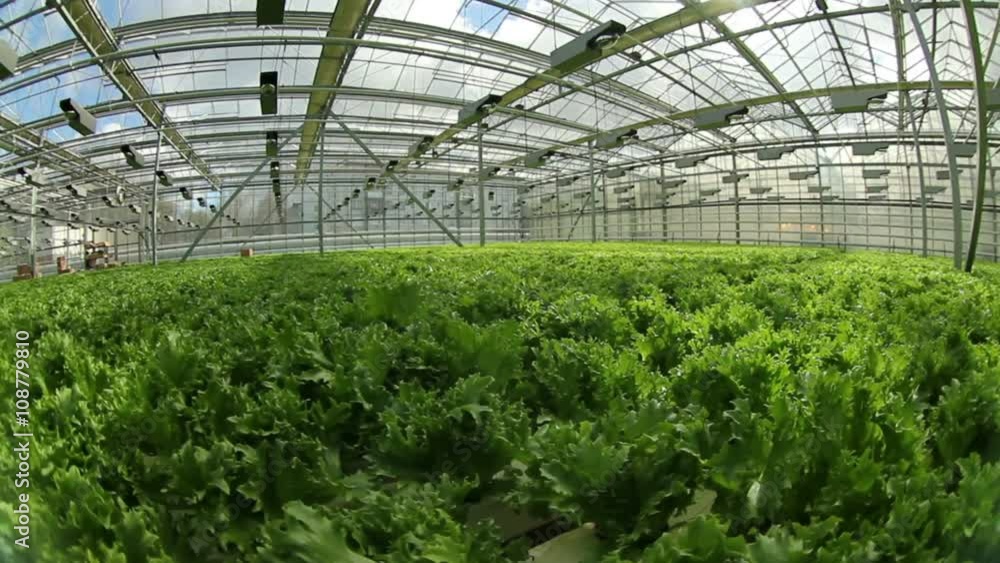 Growing lettuce in the greenhouse .Horizontal panorama.Fisheye. Growing lettuce in the greenhouse .Horizontal panorama.Fisheye.