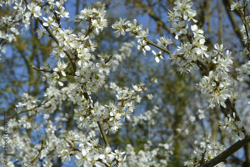 Flowering white blossom prunus and pyrus in the spring season
