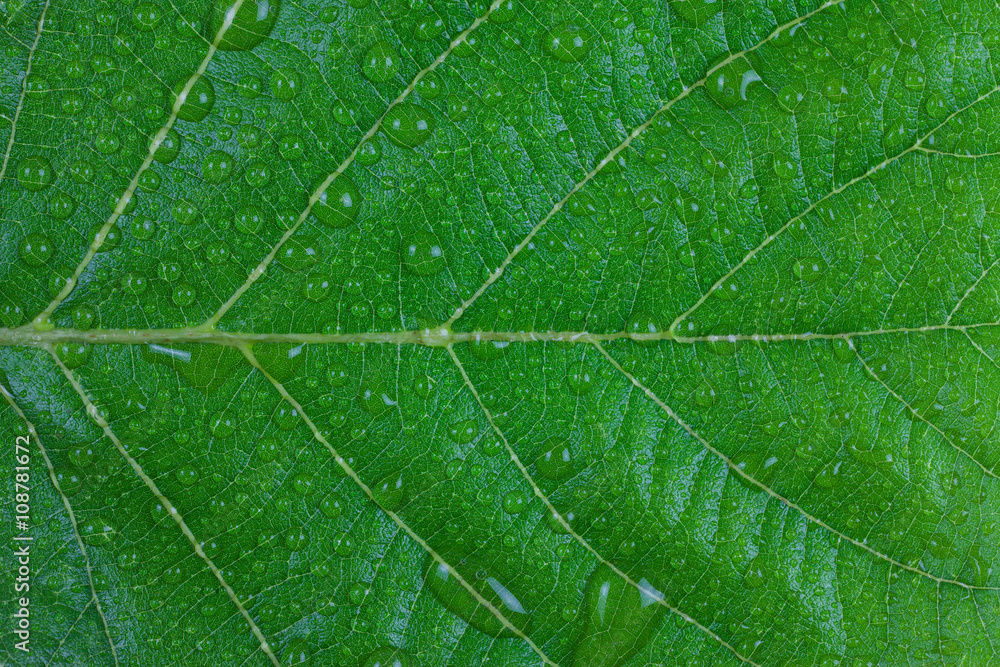 Fototapeta premium Water droplets on a green leaf.