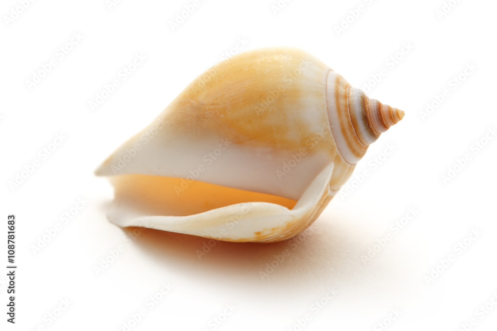 Single seashell on white background Single seashell on white background