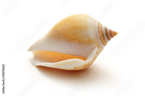 Single seashell on white background