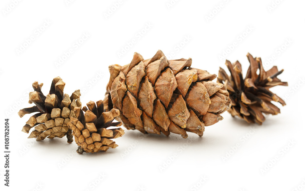 Dry cones on the white background Dry cones on the white background