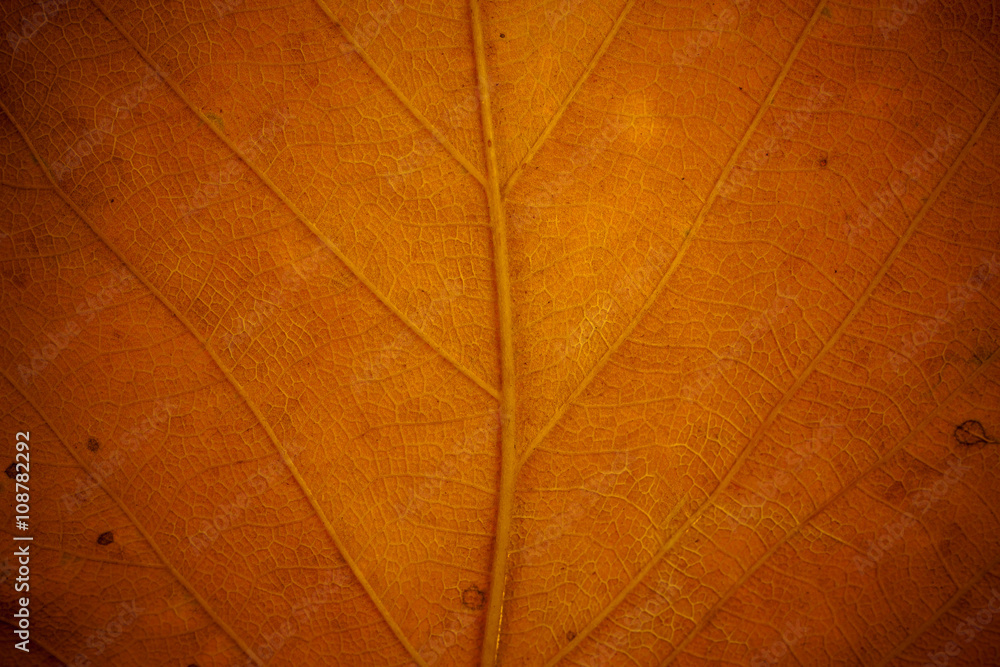 Obraz premium Gold leaves for background.
