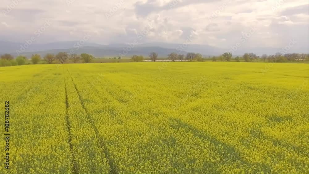 Drone flying high over a rape field and going low at the end with a circular motion. Drone flying high over a rape field and going low at the end with a circular motion.