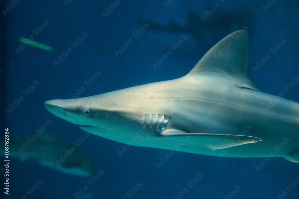 Fototapeta premium Sandbar shark (Carcharhinus plumbeus).