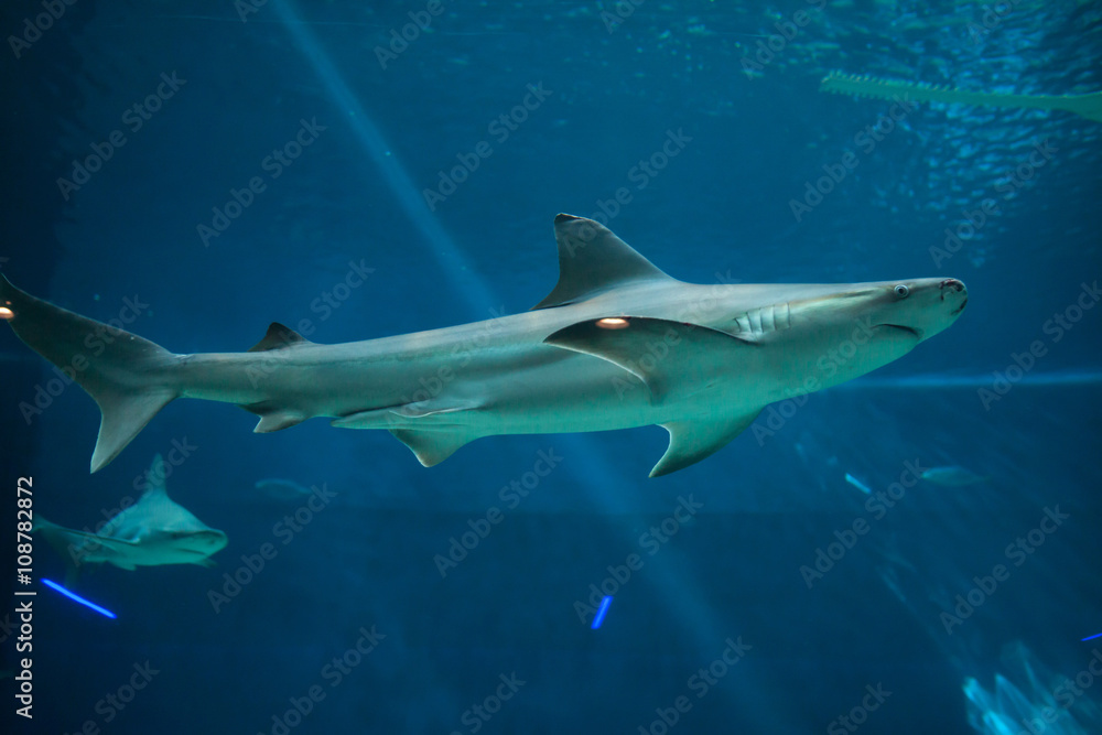 Naklejka premium Sandbar shark (Carcharhinus plumbeus).