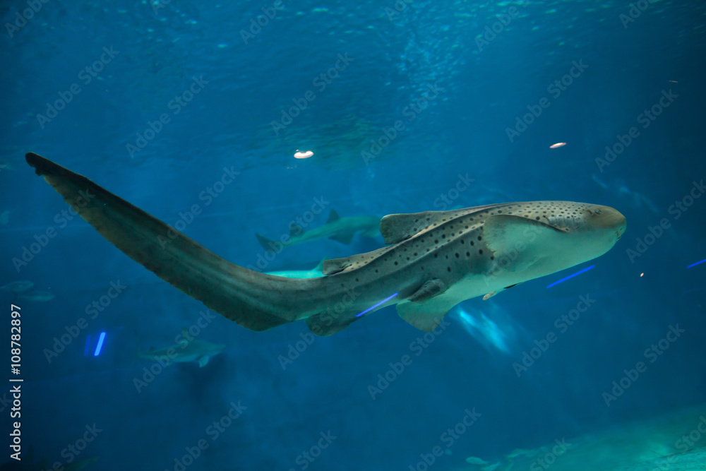 Fototapeta premium Zebra shark (Stegostoma fasciatum).