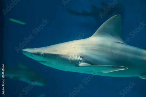 Sandbar shark (Carcharhinus plumbeus). © Vladimir Wrangel