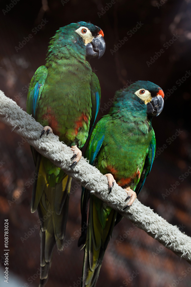 Naklejka premium Blue-winged macaw (Primolius maracana), also known as the Illige