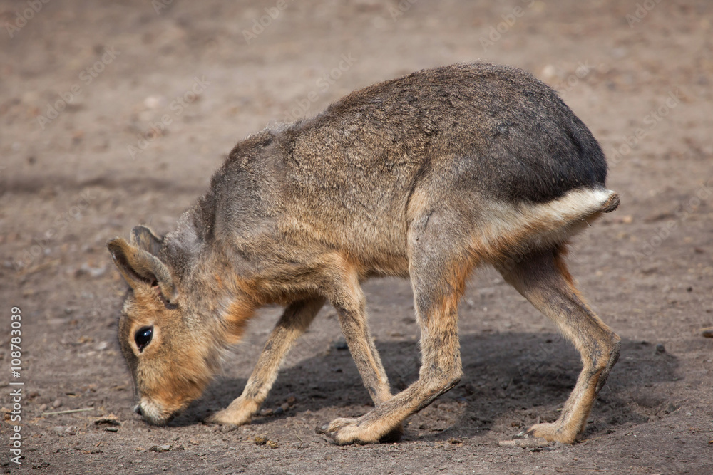 Obraz premium Patagonian mara (Dolichotis patagonum).