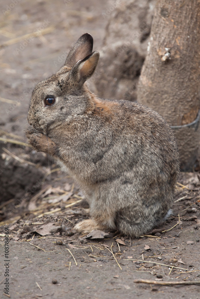 European rabbit (Oryctolagus cuniculus). European rabbit (Oryctolagus cuniculus).