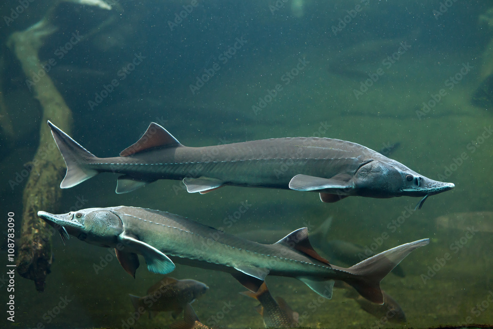 Siberian sturgeon (Acipenser baerii).
