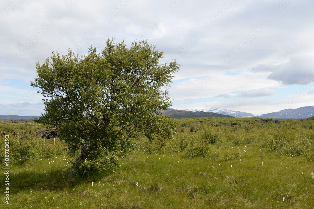 Baum auf Island